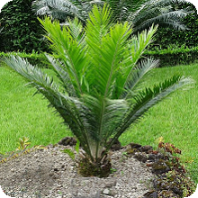 E. aplanatus