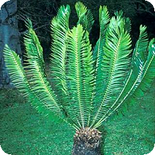 E. heenanii