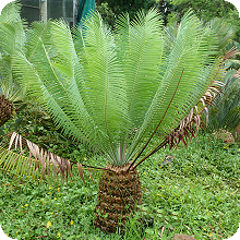 E. inopinus