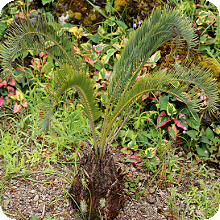 E. laevifolius