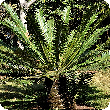 E. manikensis