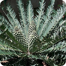 E. munchii
