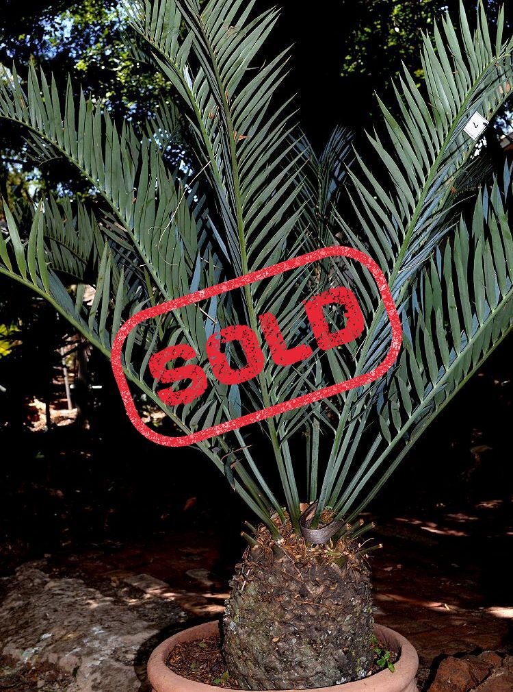 Bushman’s River Cycad