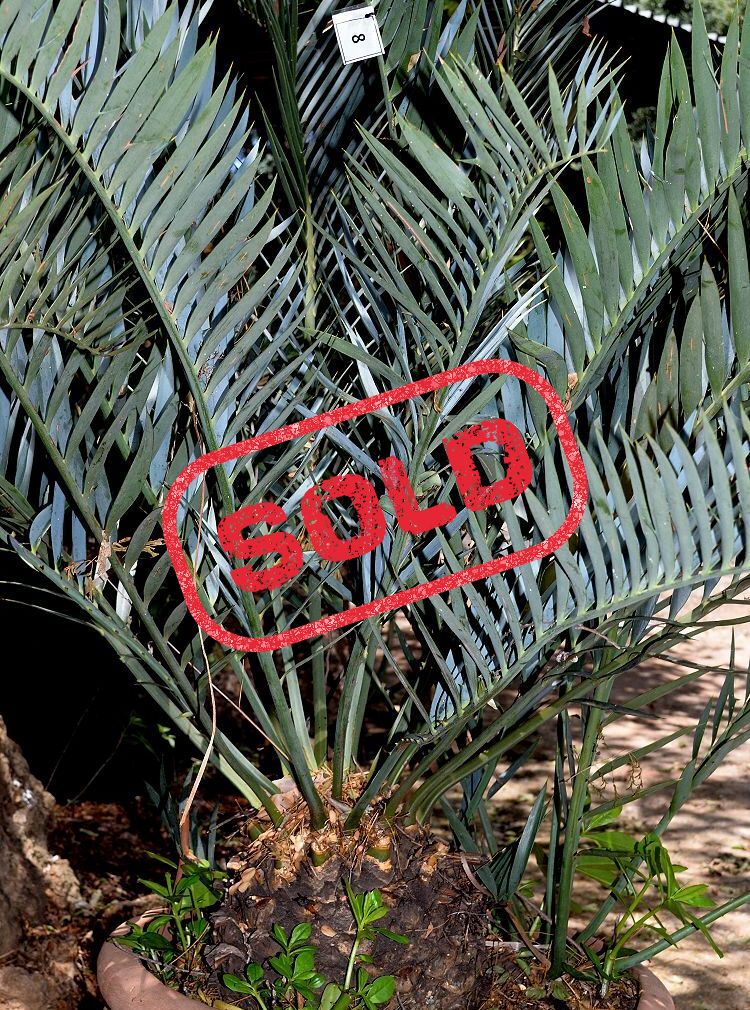 Bushman’s River Cycad