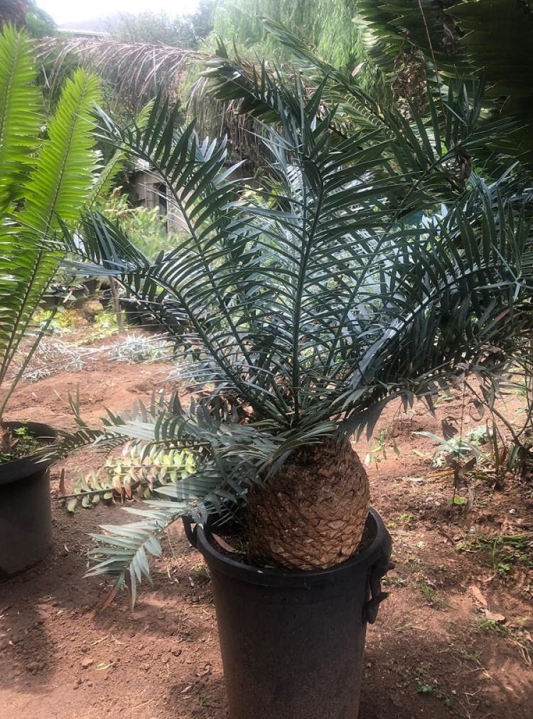 Bushman&rsquo;s River Cycad