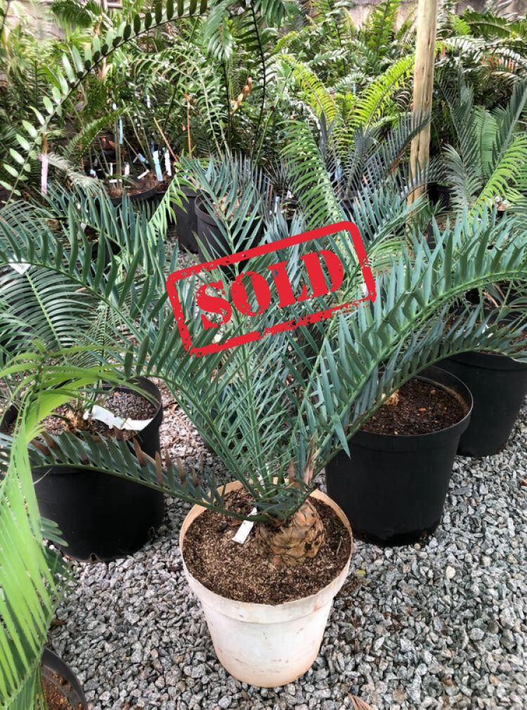 Bushman&rsquo;s River Cycad
